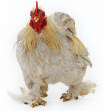 Single Point Load Cells Help Poultry Farmers