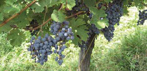 Centrifugal Decantation in the Wine Production